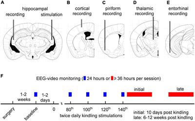 Convulsive behaviors of spontaneous recurrent seizures in a mouse model of extended hippocampal kindling